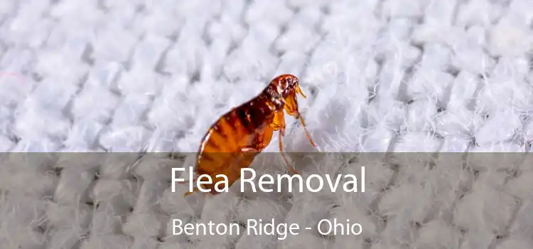 Flea Removal Benton Ridge - Ohio