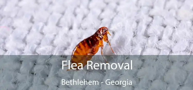 Flea Removal Bethlehem - Georgia