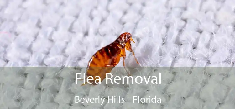 Flea Removal Beverly Hills - Florida
