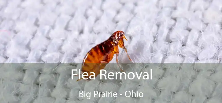 Flea Removal Big Prairie - Ohio