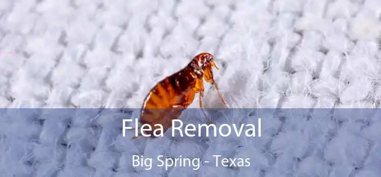 Flea Removal Big Spring - Texas