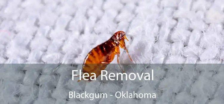 Flea Removal Blackgum - Oklahoma