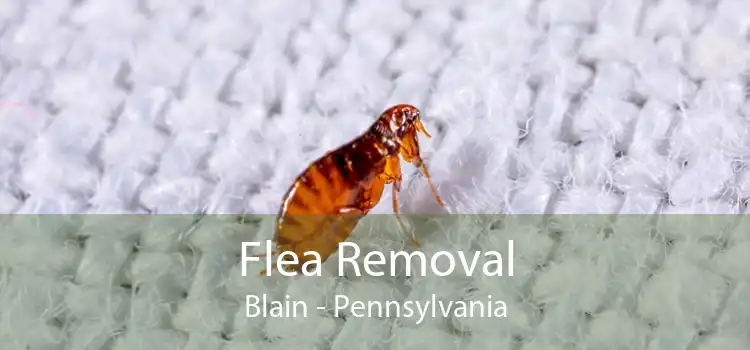 Flea Removal Blain - Pennsylvania
