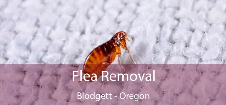 Flea Removal Blodgett - Oregon