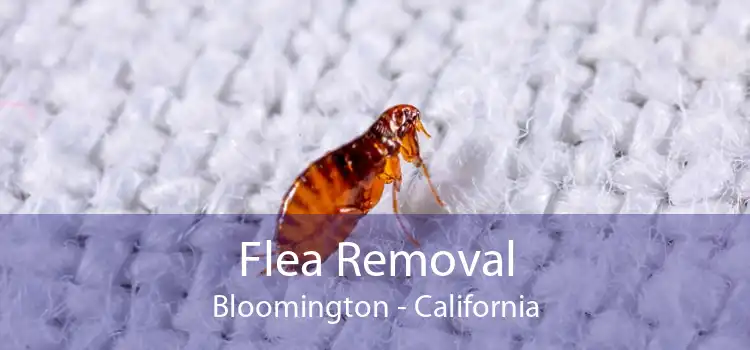 Flea Removal Bloomington - California