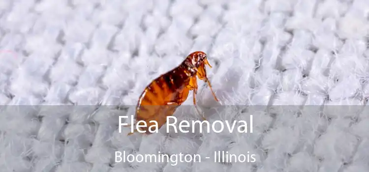 Flea Removal Bloomington - Illinois