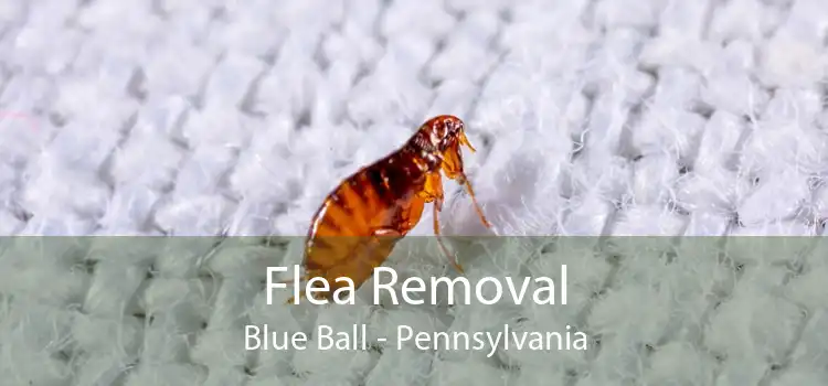 Flea Removal Blue Ball - Pennsylvania
