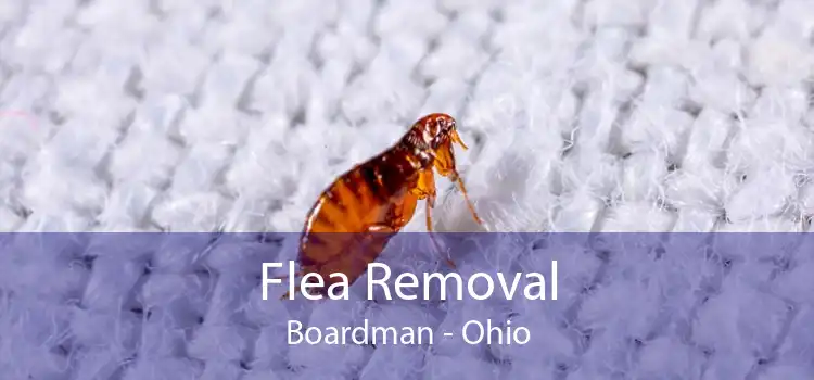 Flea Removal Boardman - Ohio