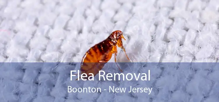 Flea Removal Boonton - New Jersey
