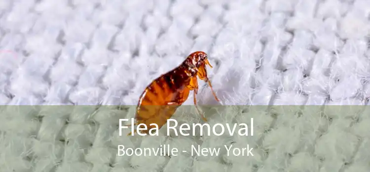 Flea Removal Boonville - New York
