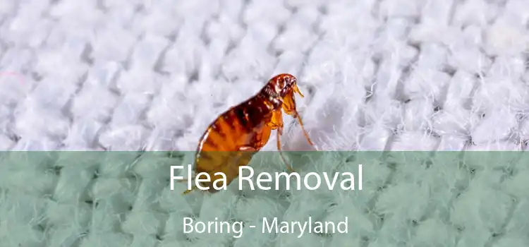 Flea Removal Boring - Maryland