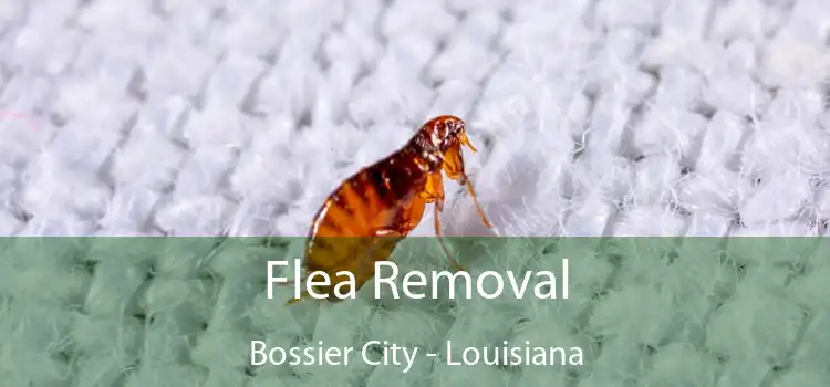 Flea Removal Bossier City - Louisiana