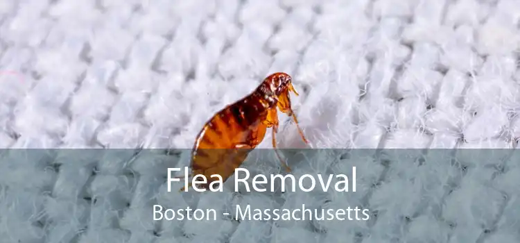 Flea Removal Boston - Massachusetts