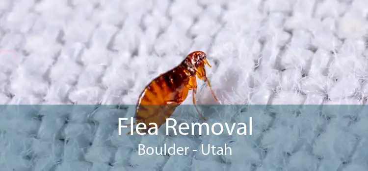 Flea Removal Boulder - Utah