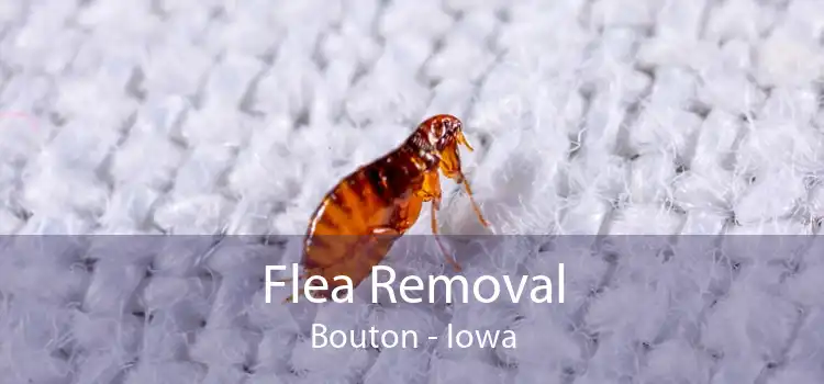 Flea Removal Bouton - Iowa