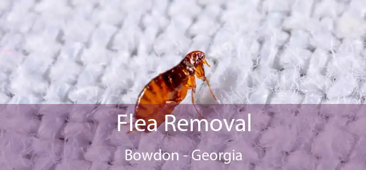 Flea Removal Bowdon - Georgia