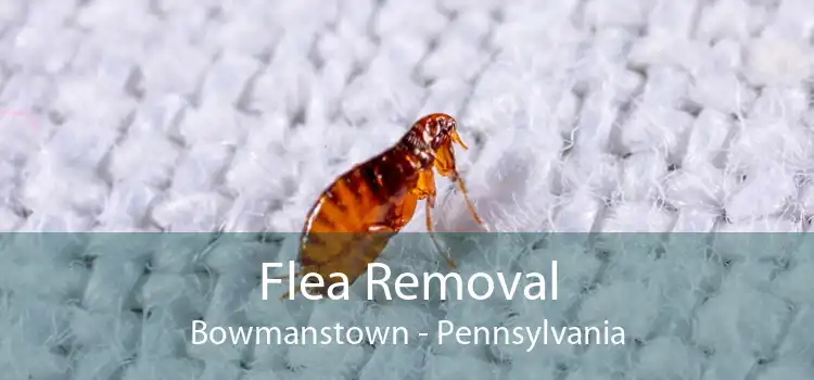 Flea Removal Bowmanstown - Pennsylvania