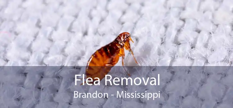 Flea Removal Brandon - Mississippi