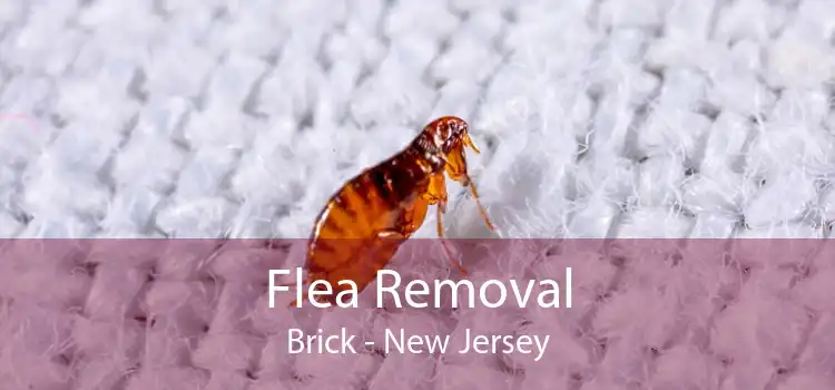 Flea Removal Brick - New Jersey