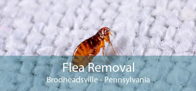 Flea Removal Brodheadsville - Pennsylvania