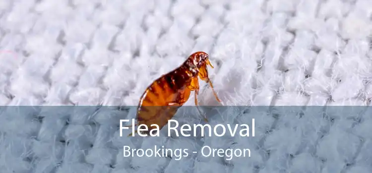 Flea Removal Brookings - Oregon