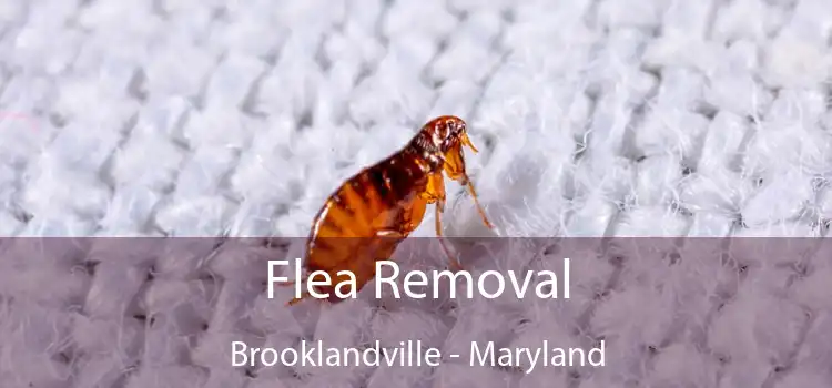 Flea Removal Brooklandville - Maryland