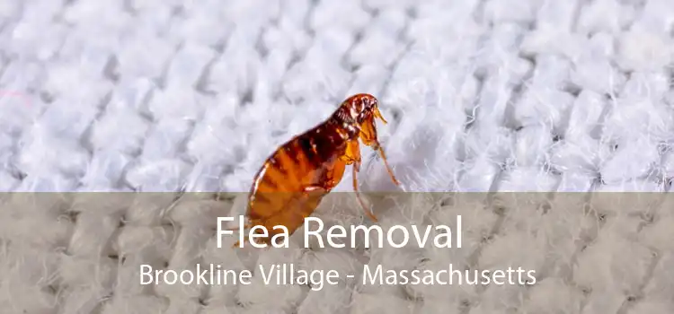 Flea Removal Brookline Village - Massachusetts