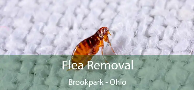 Flea Removal Brookpark - Ohio