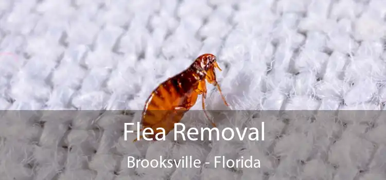 Flea Removal Brooksville - Florida