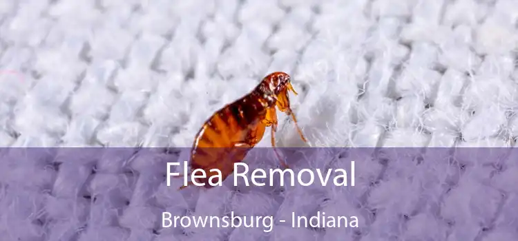 Flea Removal Brownsburg - Indiana