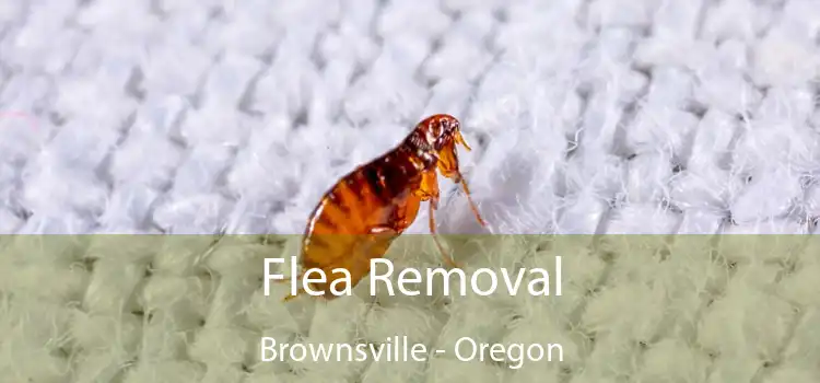Flea Removal Brownsville - Oregon