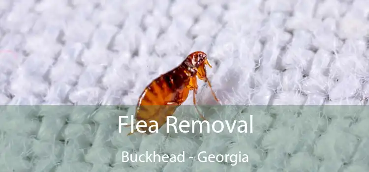 Flea Removal Buckhead - Georgia