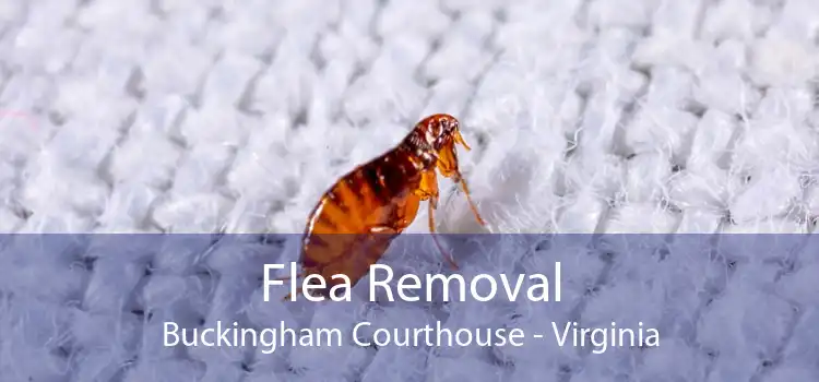 Flea Removal Buckingham Courthouse - Virginia