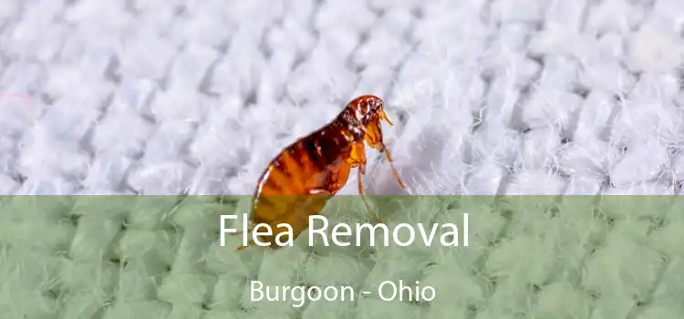 Flea Removal Burgoon - Ohio