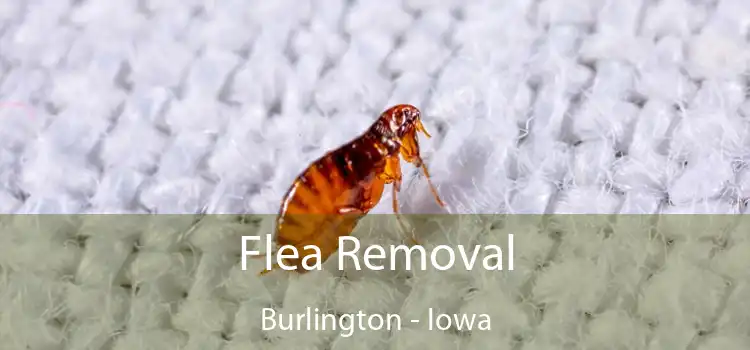 Flea Removal Burlington - Iowa