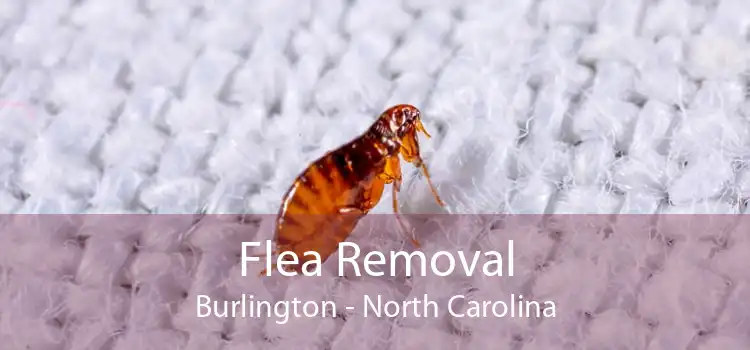Flea Removal Burlington - North Carolina