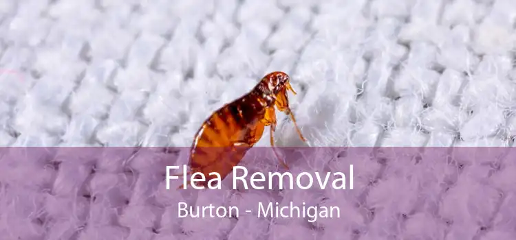 Flea Removal Burton - Michigan
