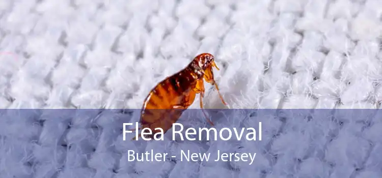 Flea Removal Butler - New Jersey