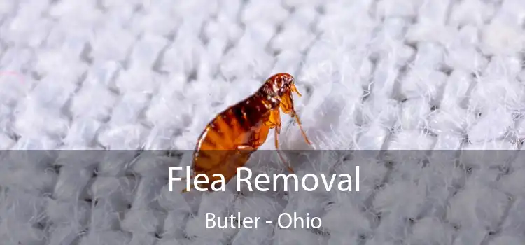 Flea Removal Butler - Ohio