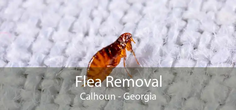 Flea Removal Calhoun - Georgia