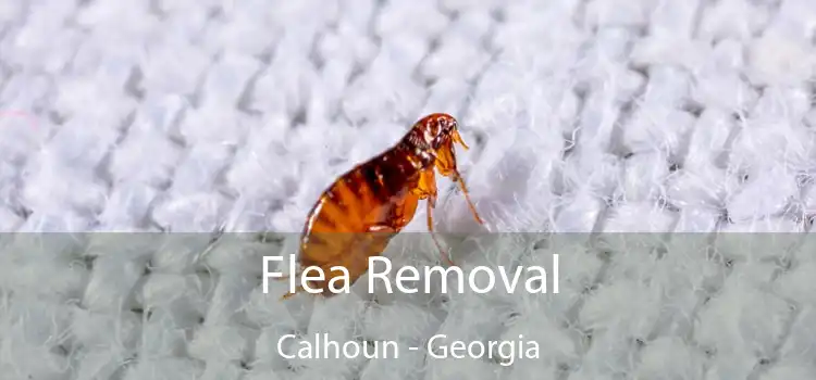 Flea Removal Calhoun - Georgia