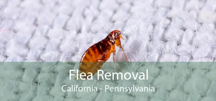 Flea Removal California - Pennsylvania