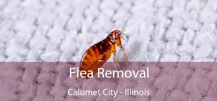 Flea Removal Calumet City - Illinois