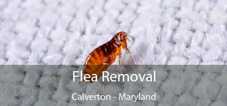 Flea Removal Calverton - Maryland