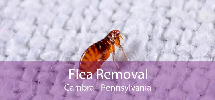 Flea Removal Cambra - Pennsylvania