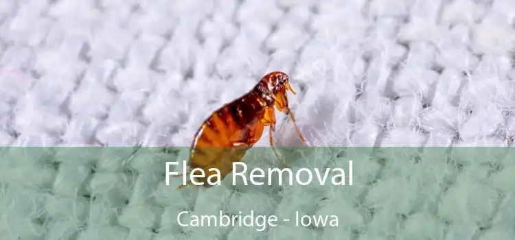 Flea Removal Cambridge - Iowa