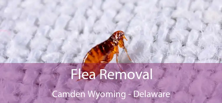 Flea Removal Camden Wyoming - Delaware