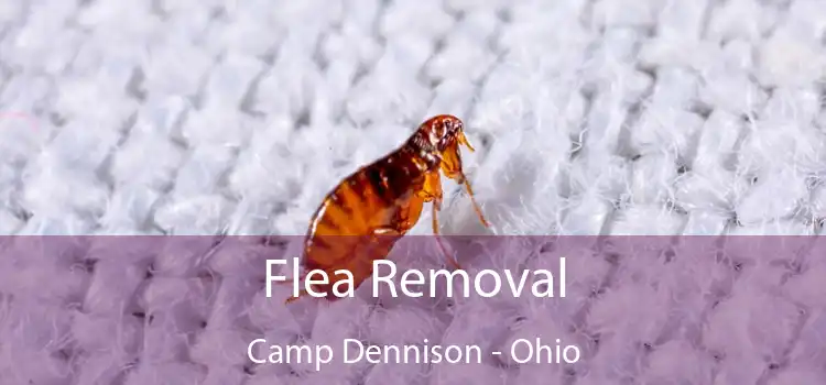 Flea Removal Camp Dennison - Ohio