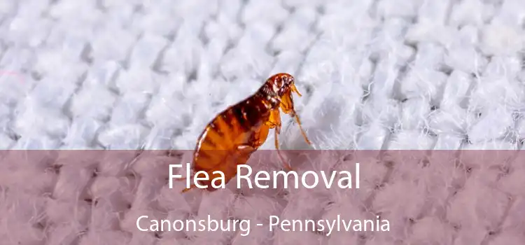 Flea Removal Canonsburg - Pennsylvania