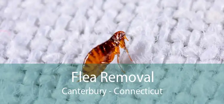 Flea Removal Canterbury - Connecticut
